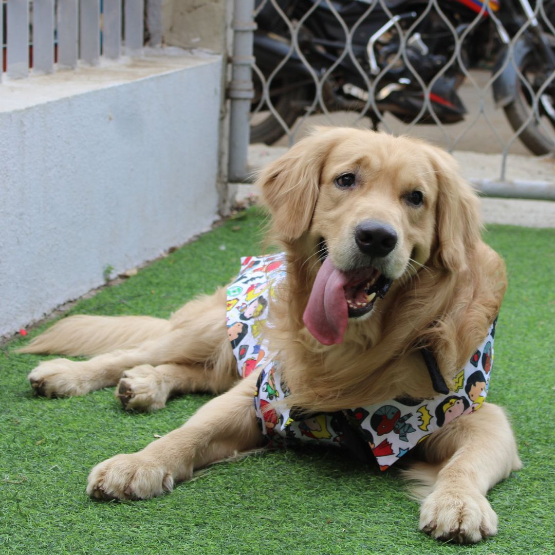 Avengers Shirt (Dog)