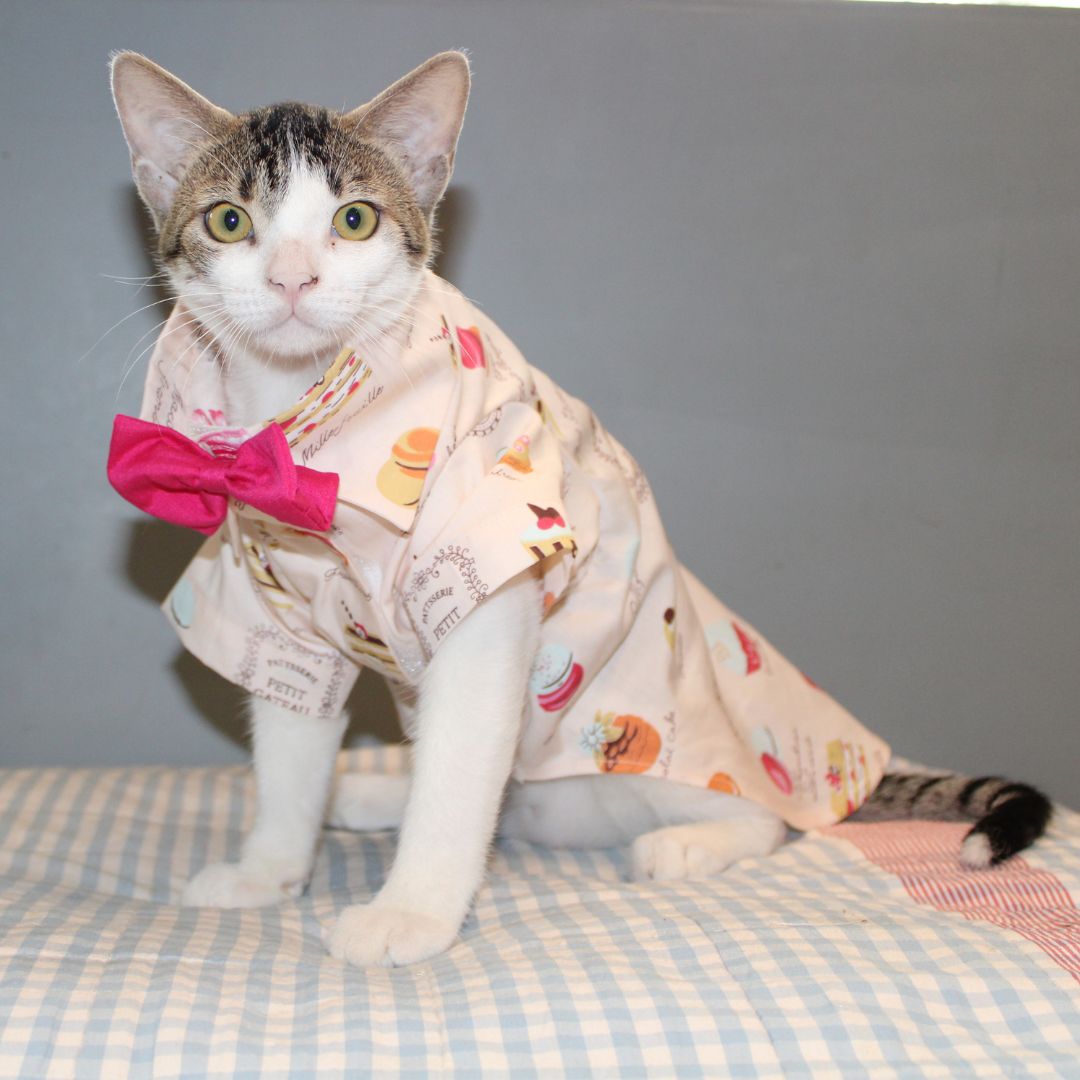 Macroon Shirt (Cat)