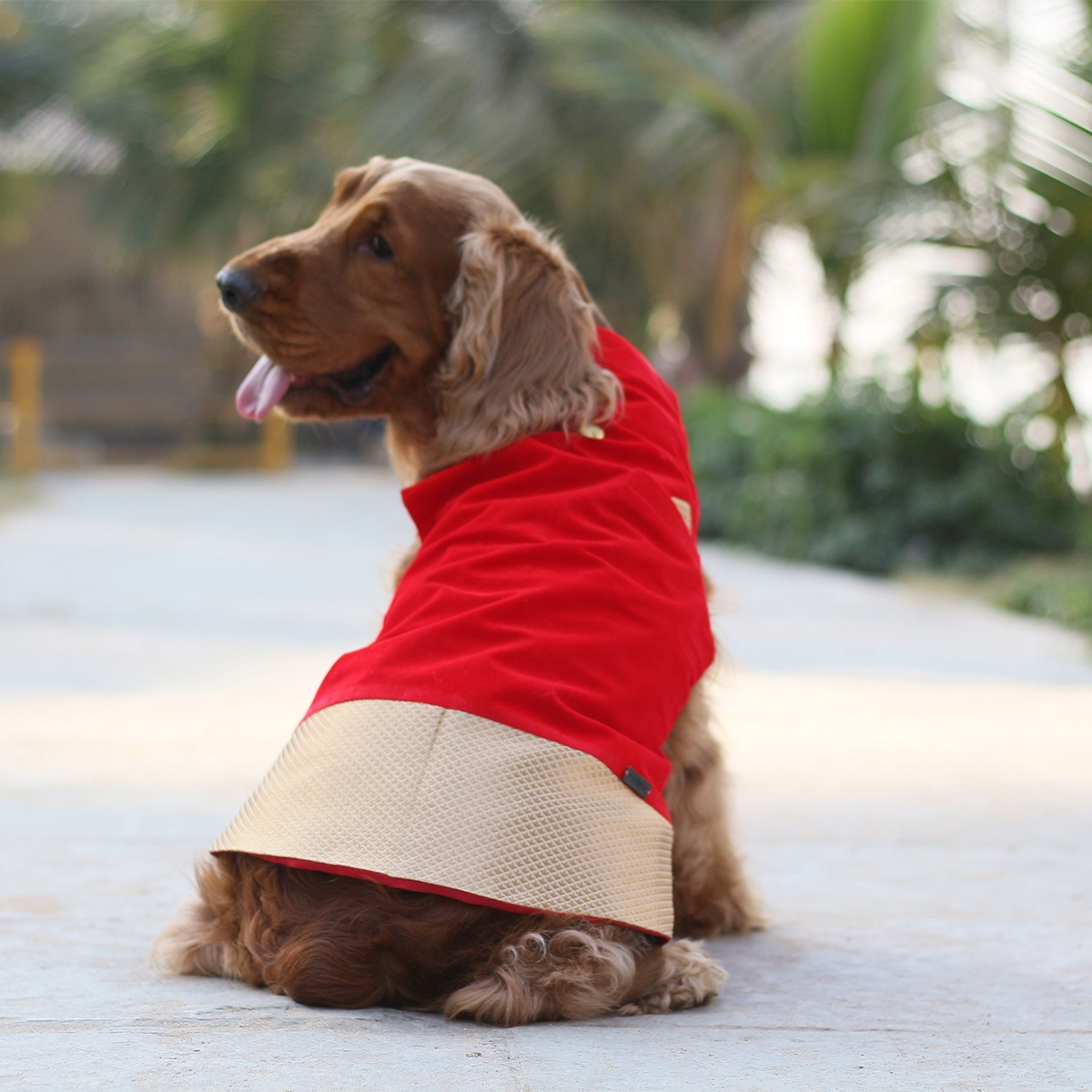 Red Velvet Love (Dog)