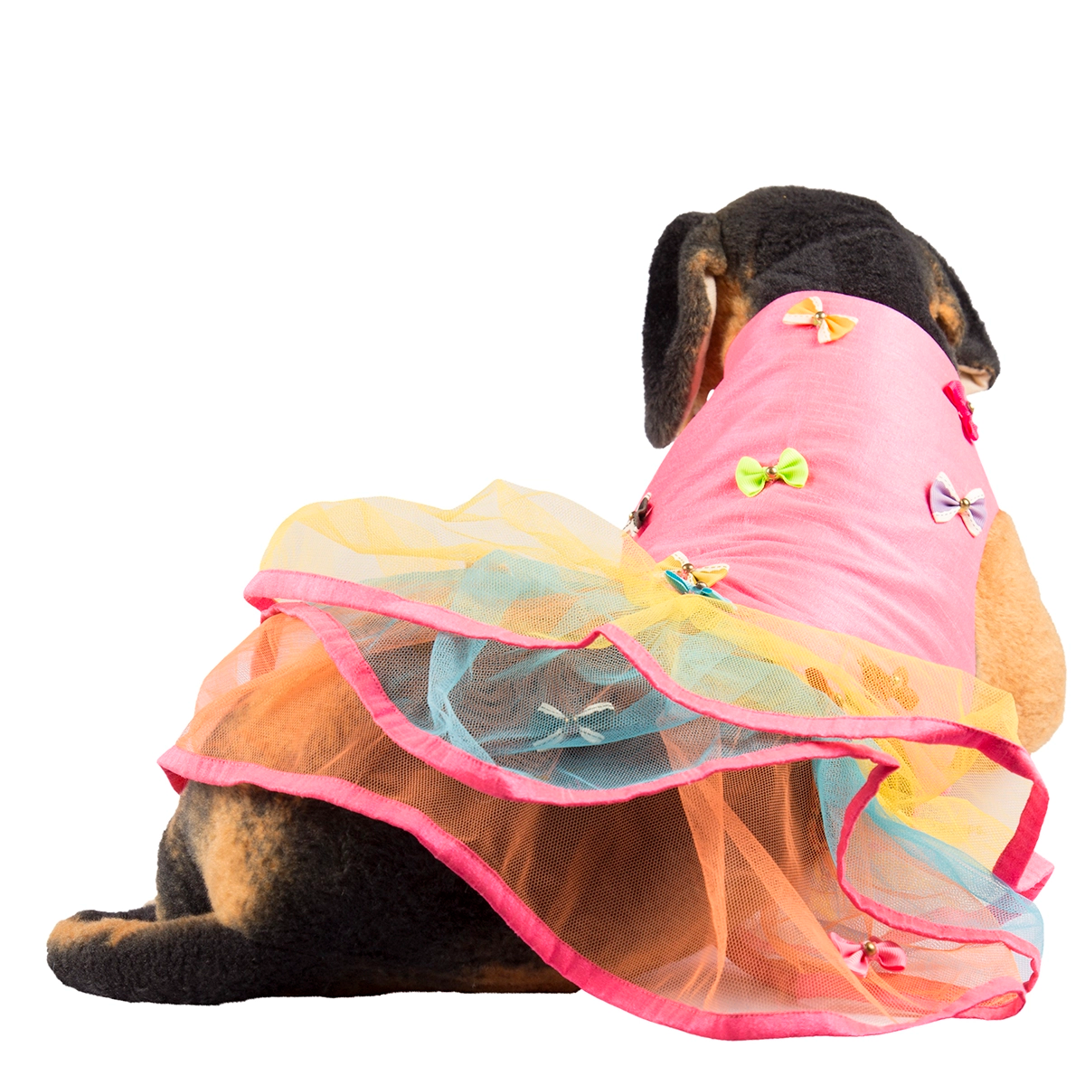 Tri Bow Lengha (Dog)