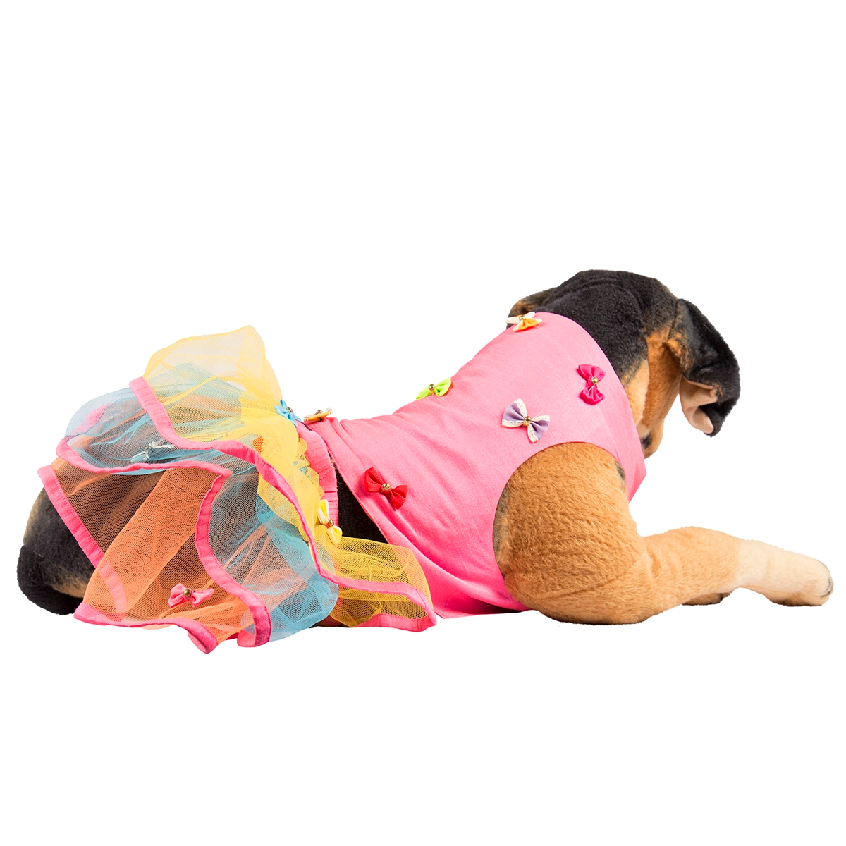 Tri Bow Lengha (Dog)