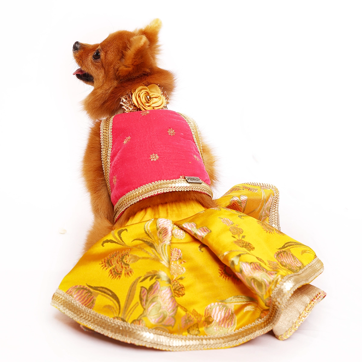 Velvet Jamyawar (Dog)