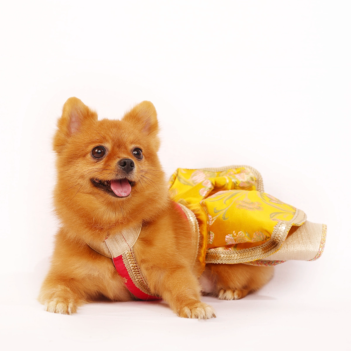 Velvet Jamyawar (Dog)