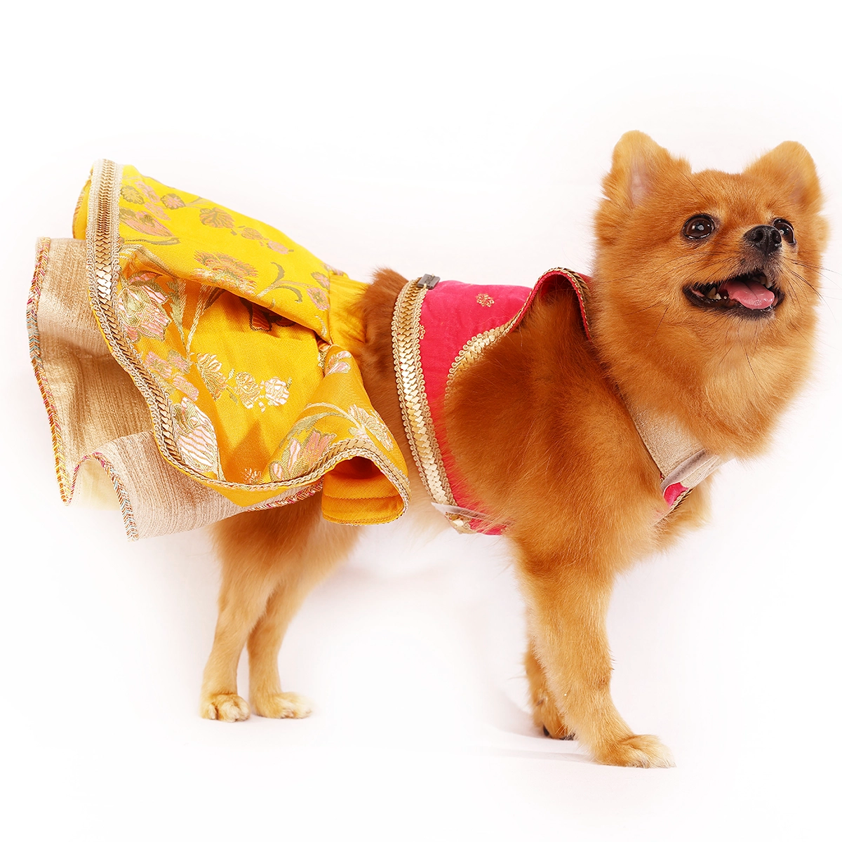 Velvet Jamyawar (Dog)