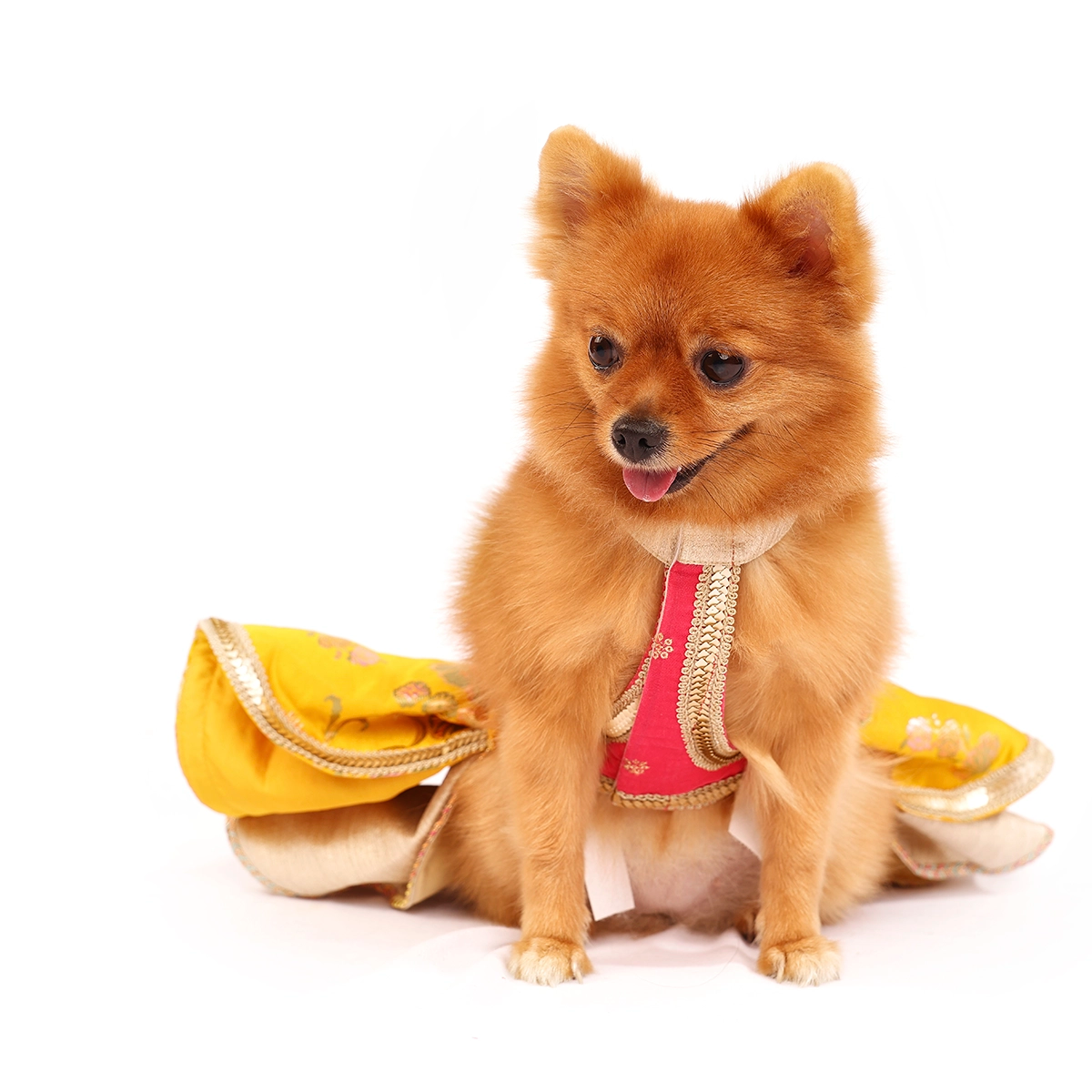 Velvet Jamyawar (Dog)