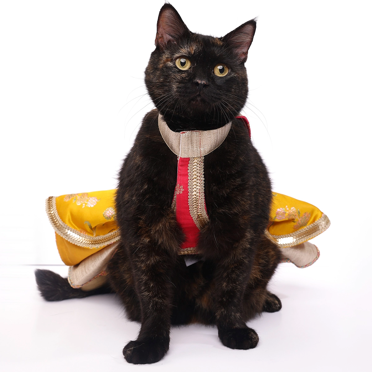 Velvet Jamyawar (Cat)