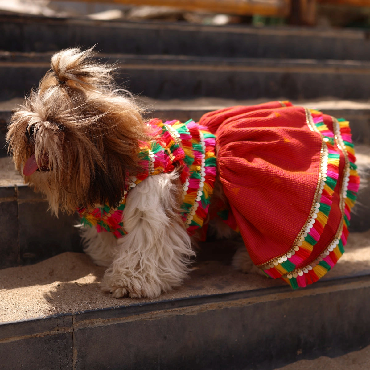 All About Dandiya(Dog)