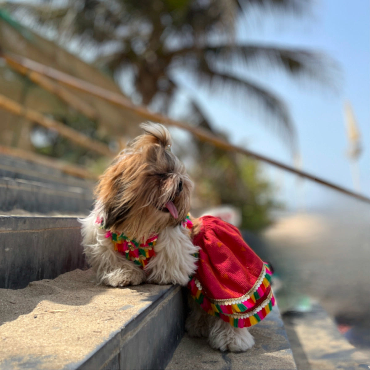 All About Dandiya(Dog)