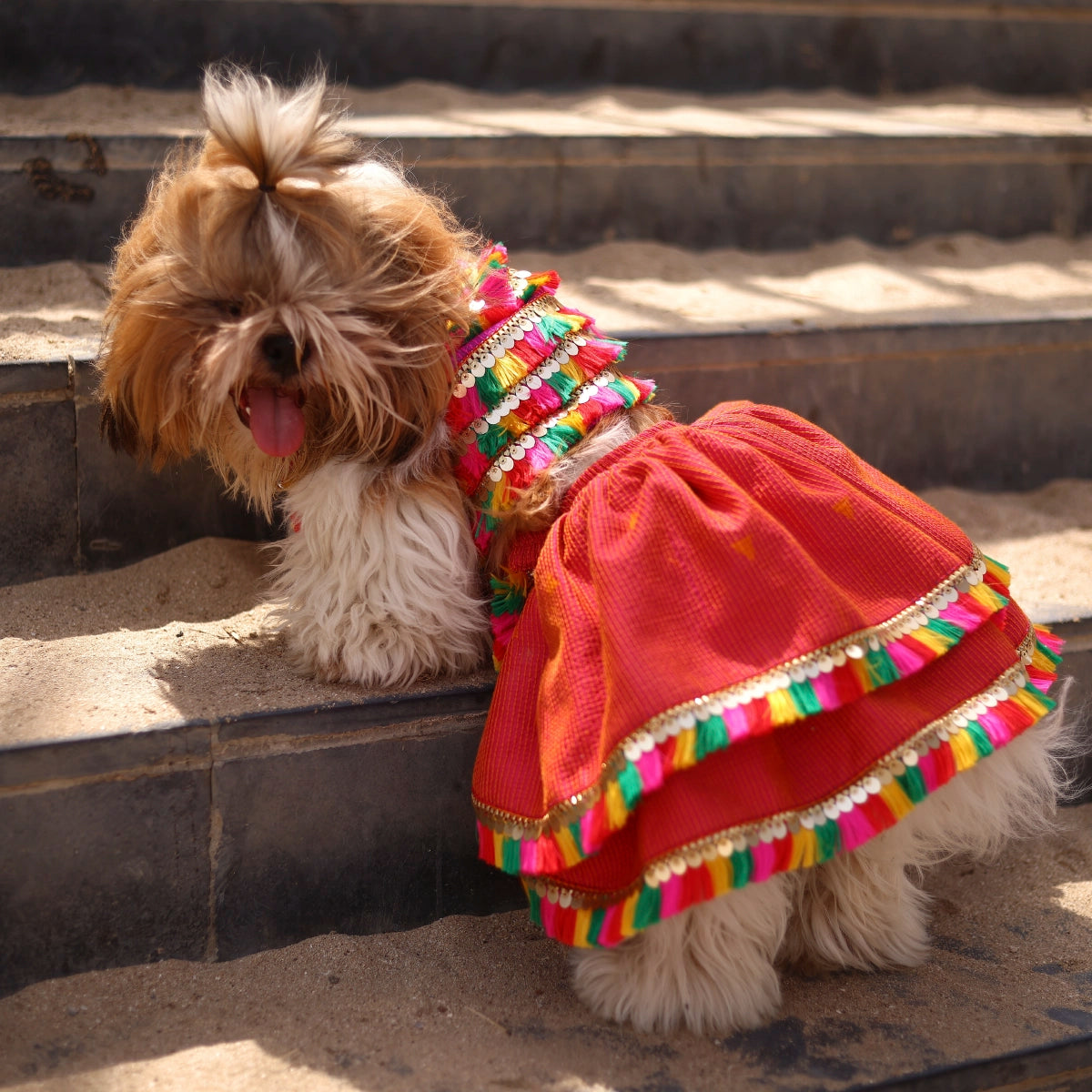 All About Dandiya(Dog)