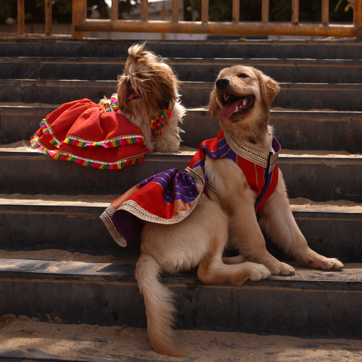 All About Dandiya(Dog)