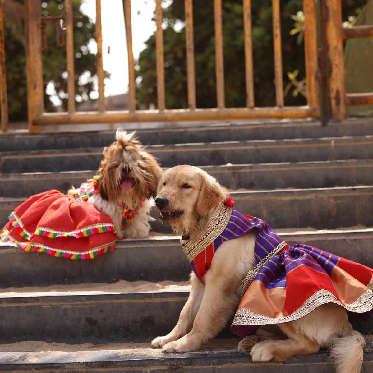 All About Dandiya(Dog)