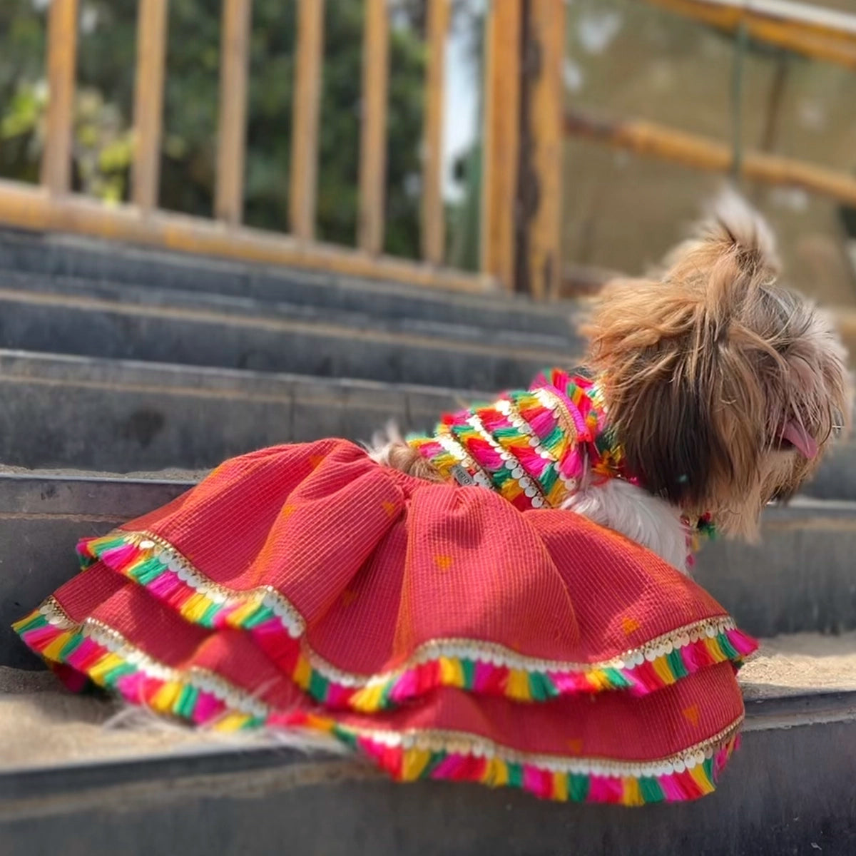 All About Dandiya(Dog)