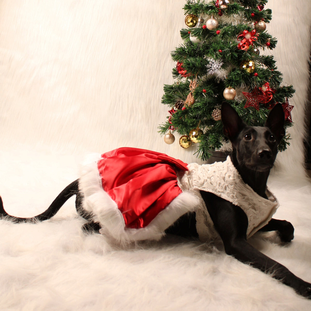 Applique Sateen (Dog)