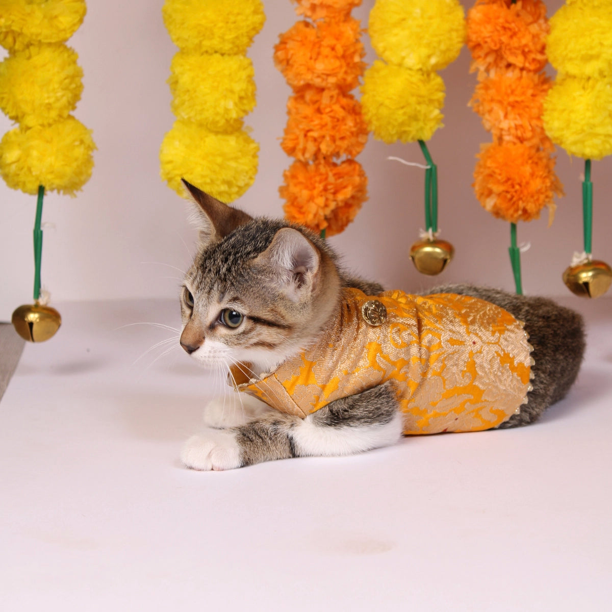 Banarasi Haldi(Cat)