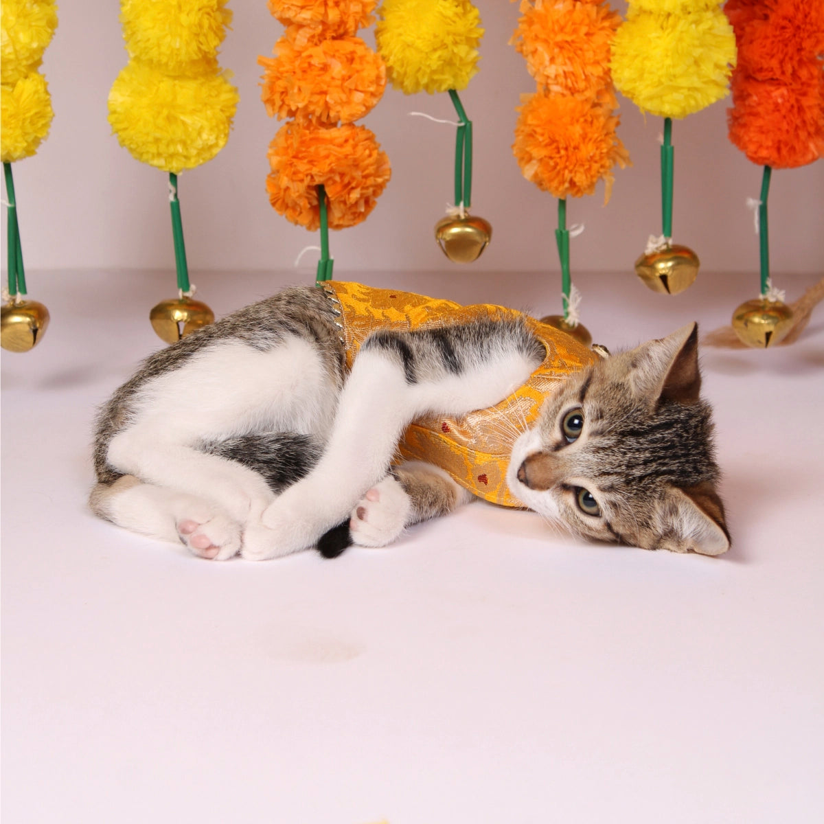 Banarasi Haldi(Cat)