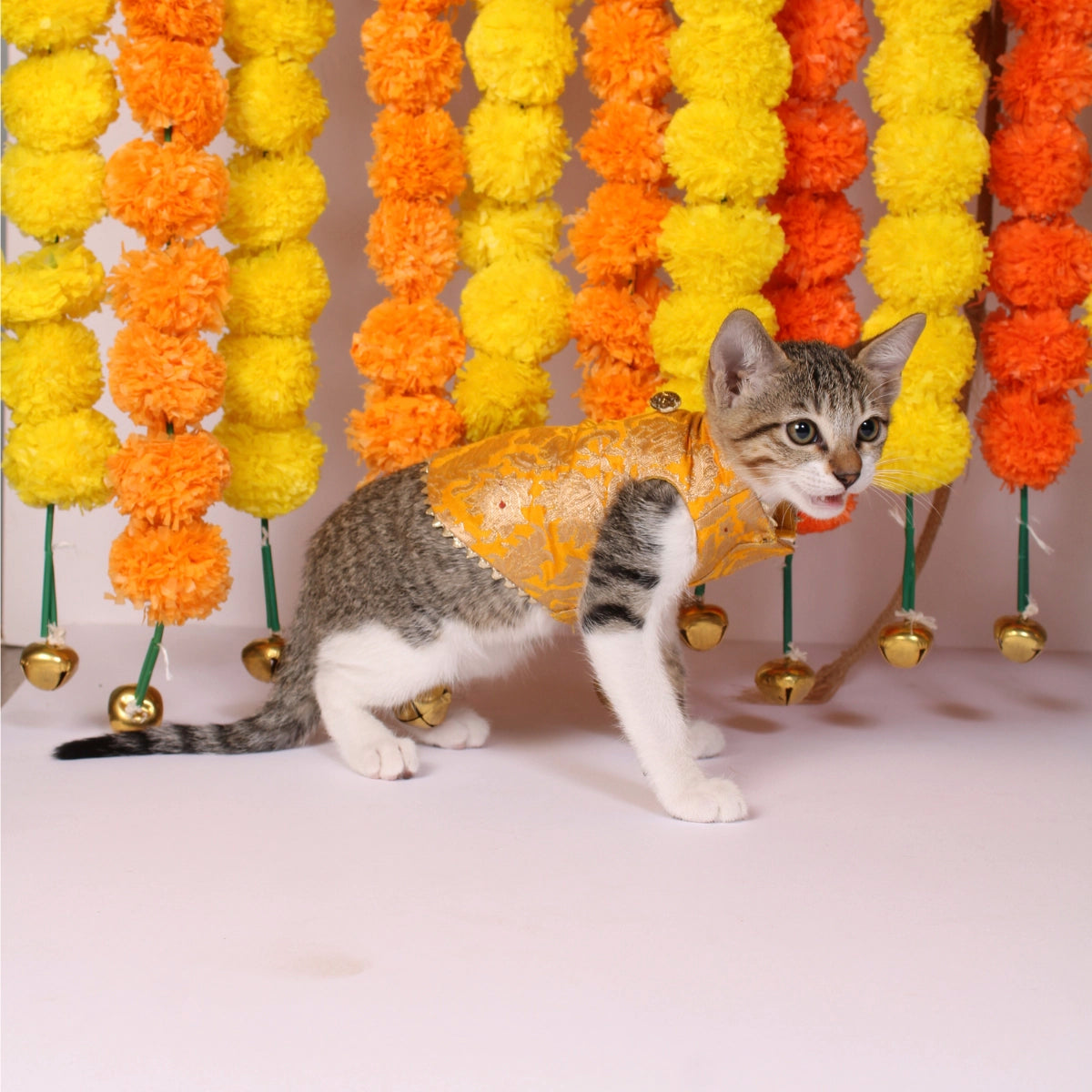 Banarasi Haldi(Cat)