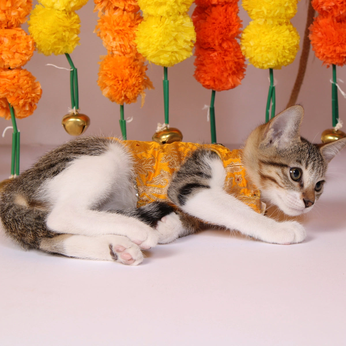 Banarasi Haldi(Cat)