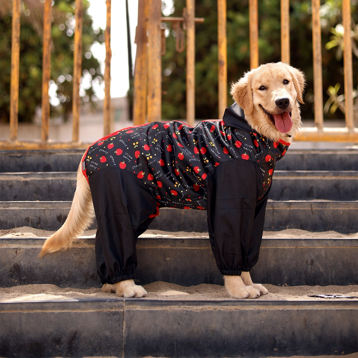 Berry Rainromper(Dog)