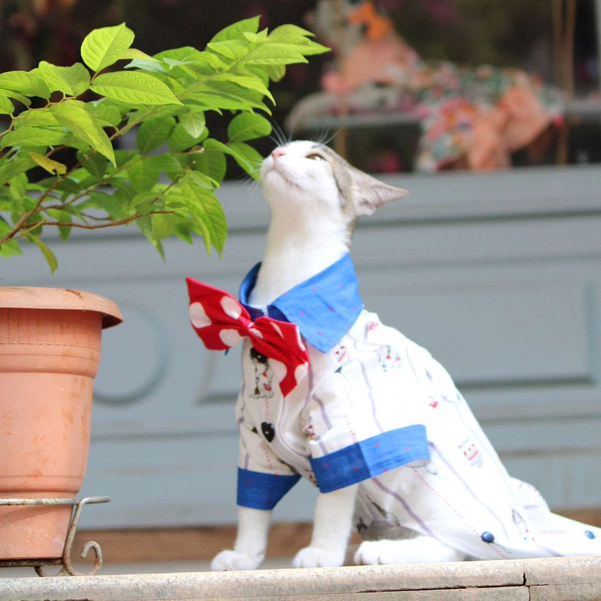 Birthday Shirt (Cat)