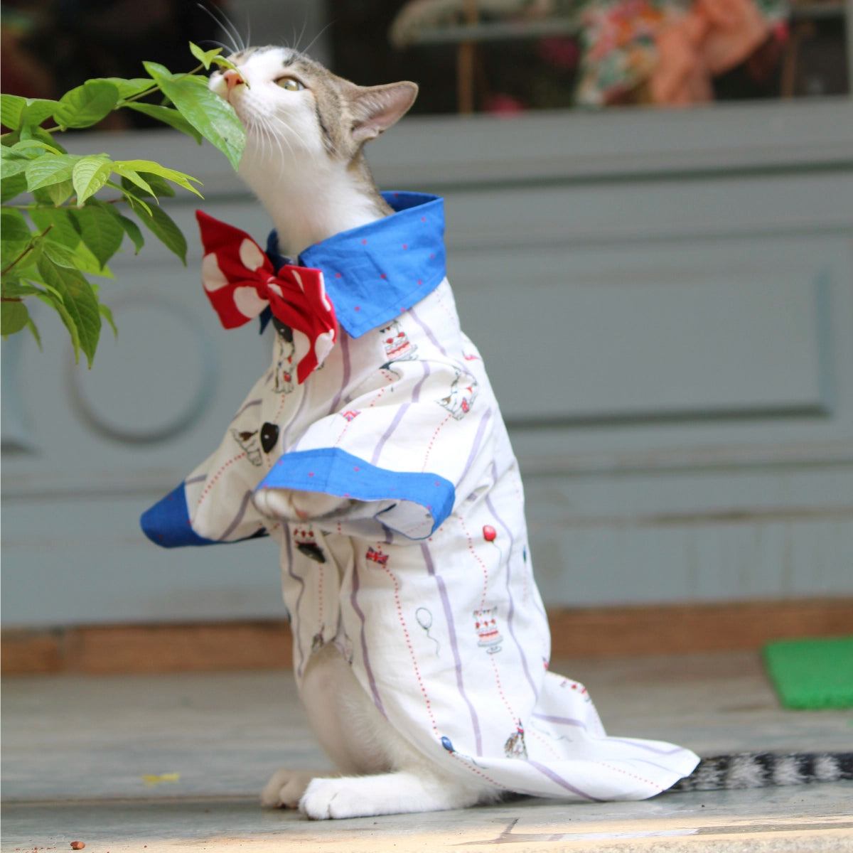 Birthday Shirt (Cat)