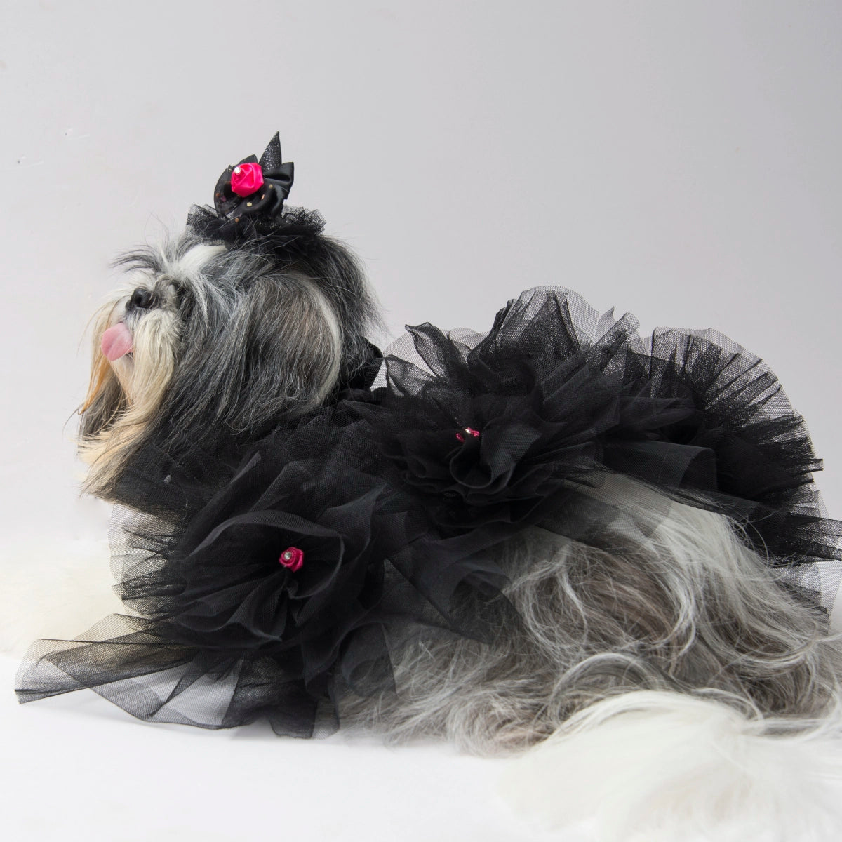 Black Swan(Dog)