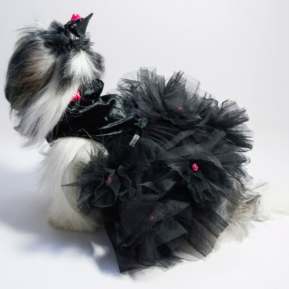 Black Swan(Dog)
