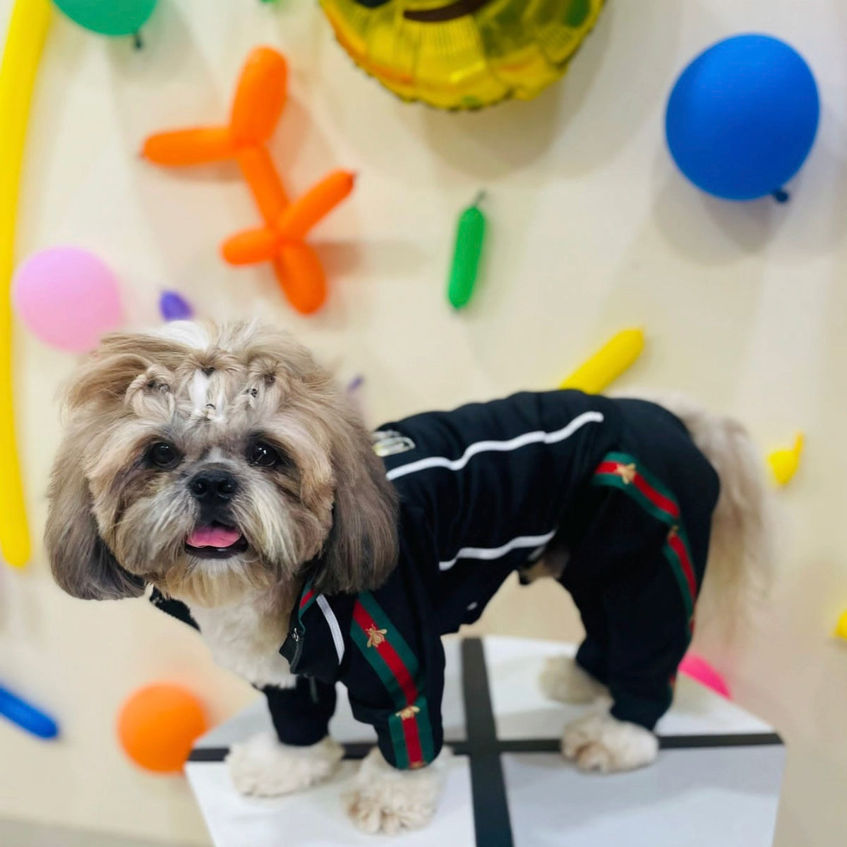 Black With Red & Green Trim (Dog)