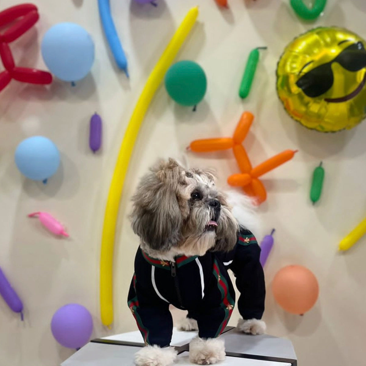 Black With Red & Green Trim (Dog)