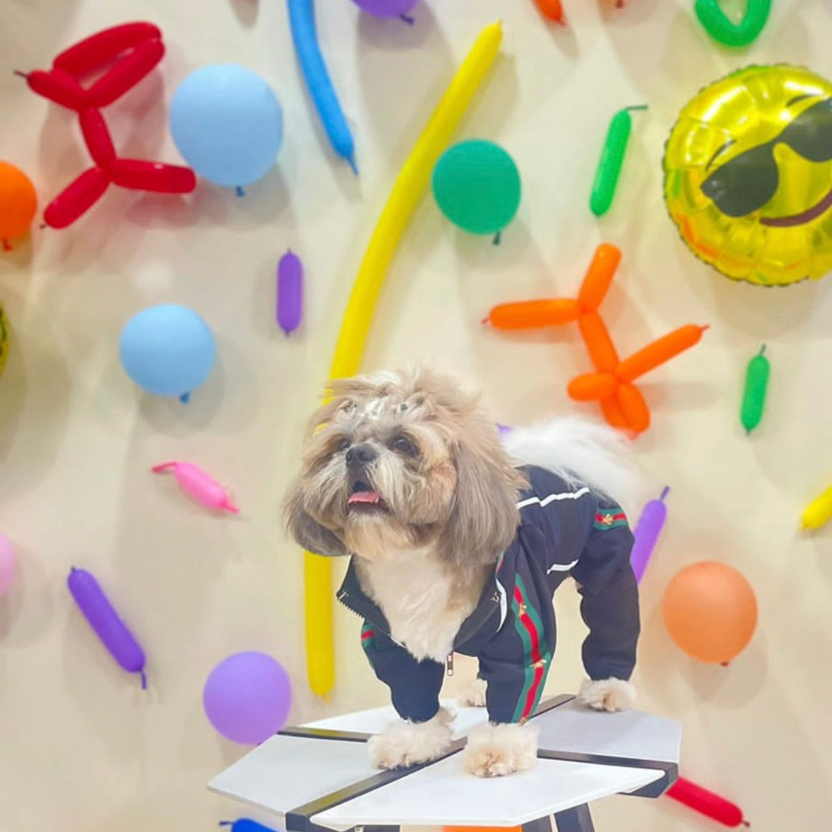 Black With Red & Green Trim (Dog)