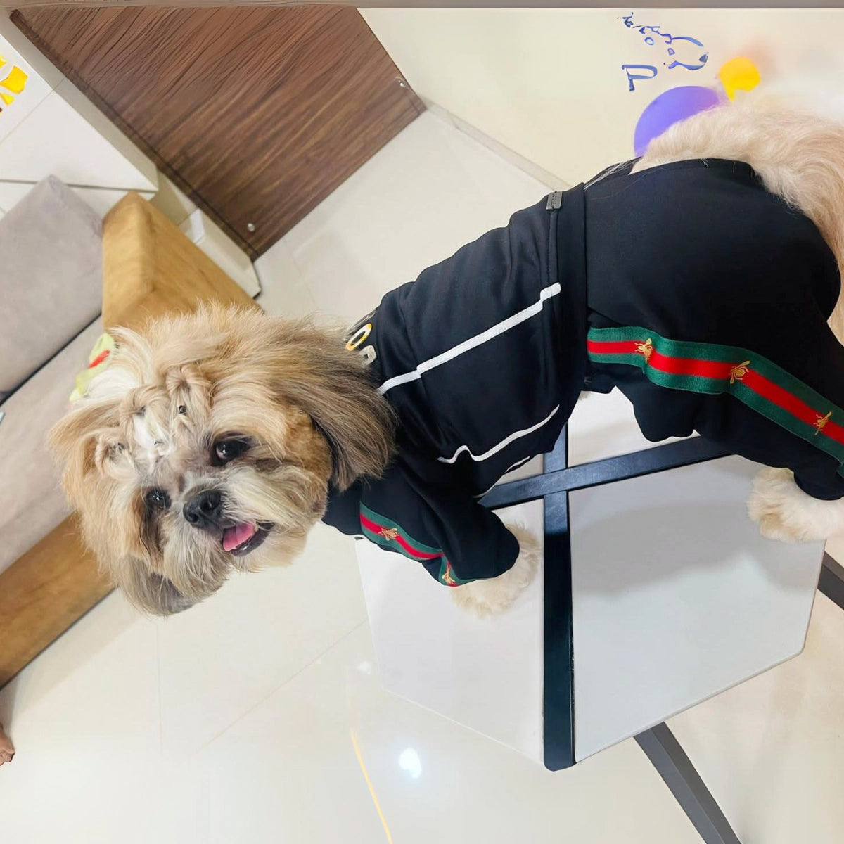 Black With Red & Green Trim (Dog)