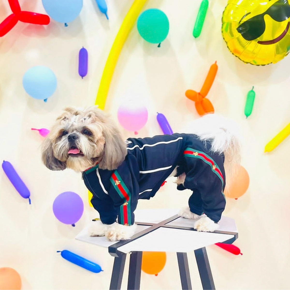 Black With Red & Green Trim (Dog)