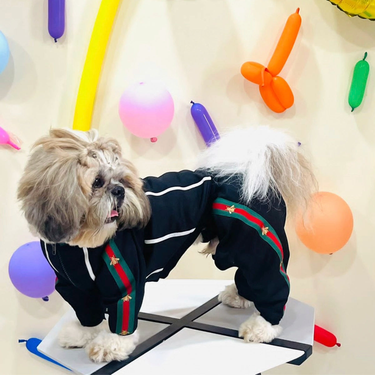 Black With Red & Green Trim (Dog)