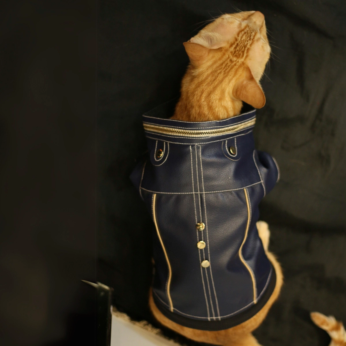 Blue Leather Jacket(Cat)