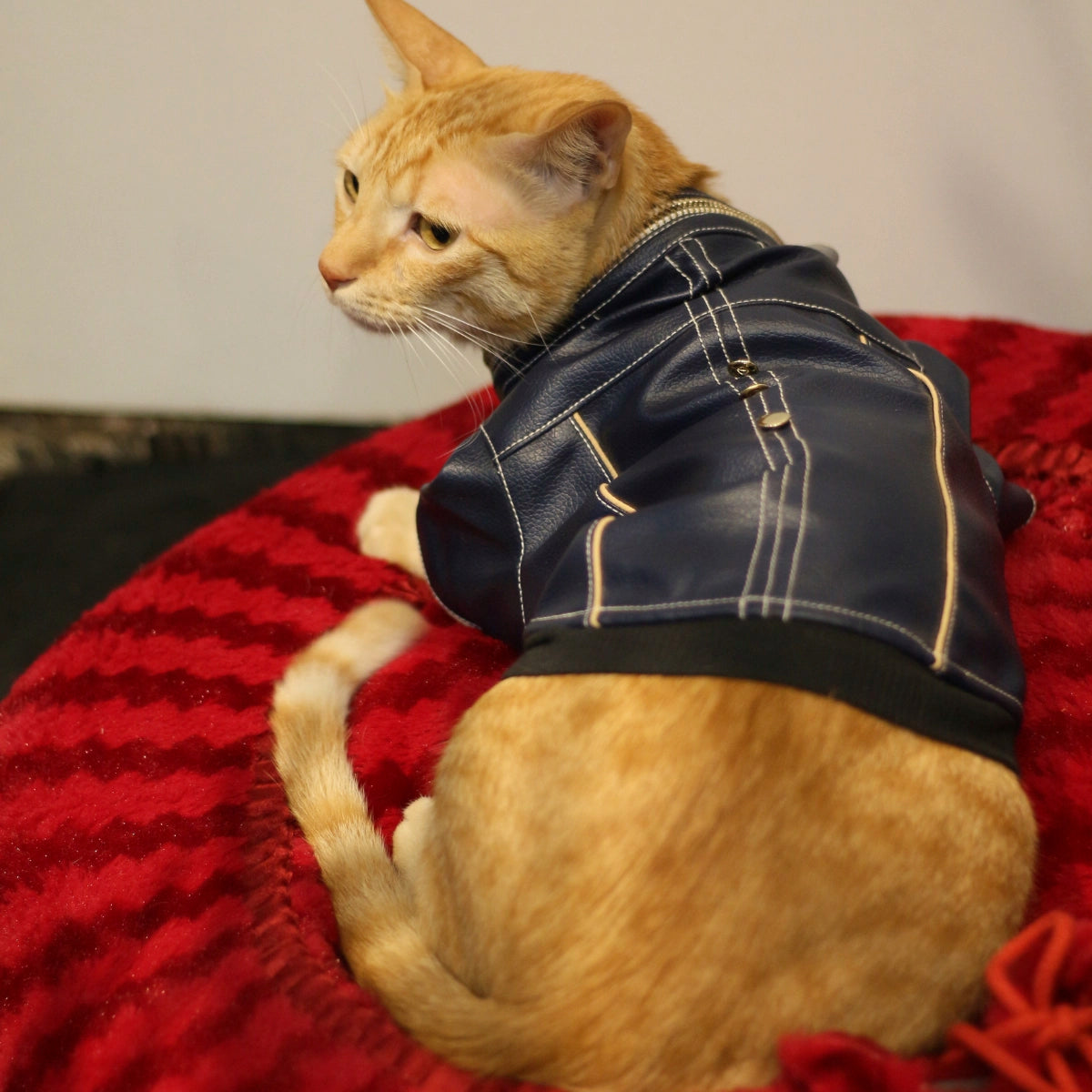 Blue Leather Jacket(Cat)