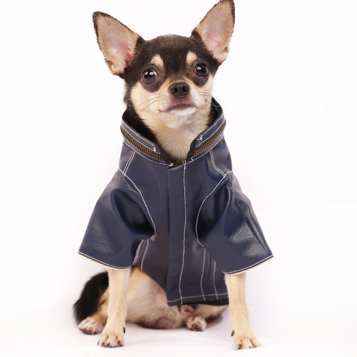 Blue Leather Jacket(Dog)