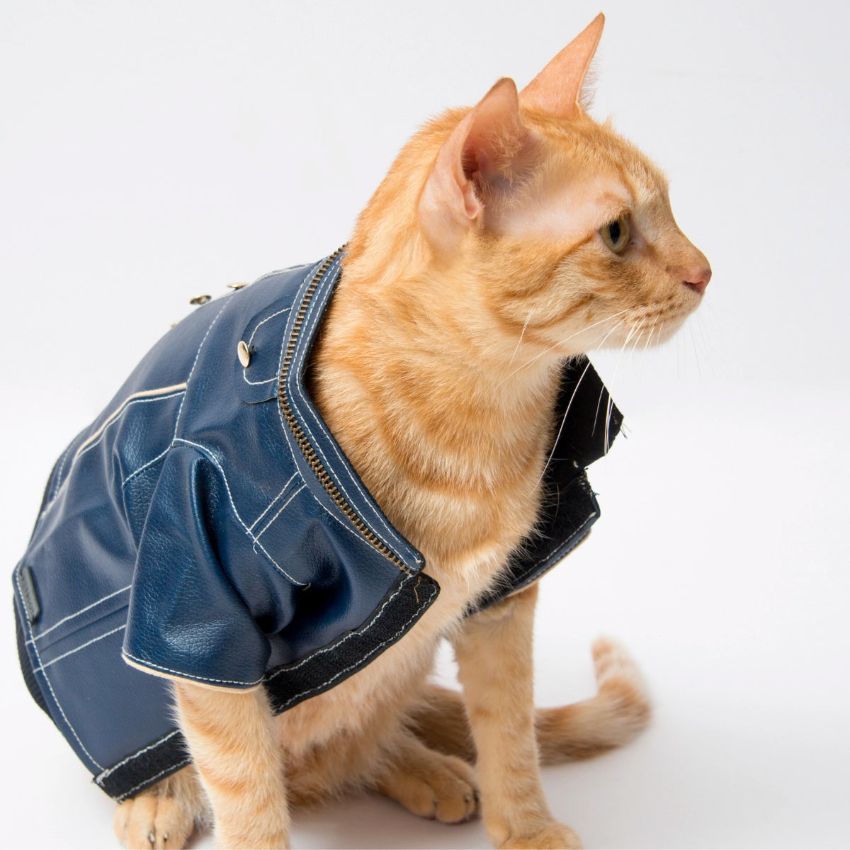 Blue Leather Jacket(Cat)