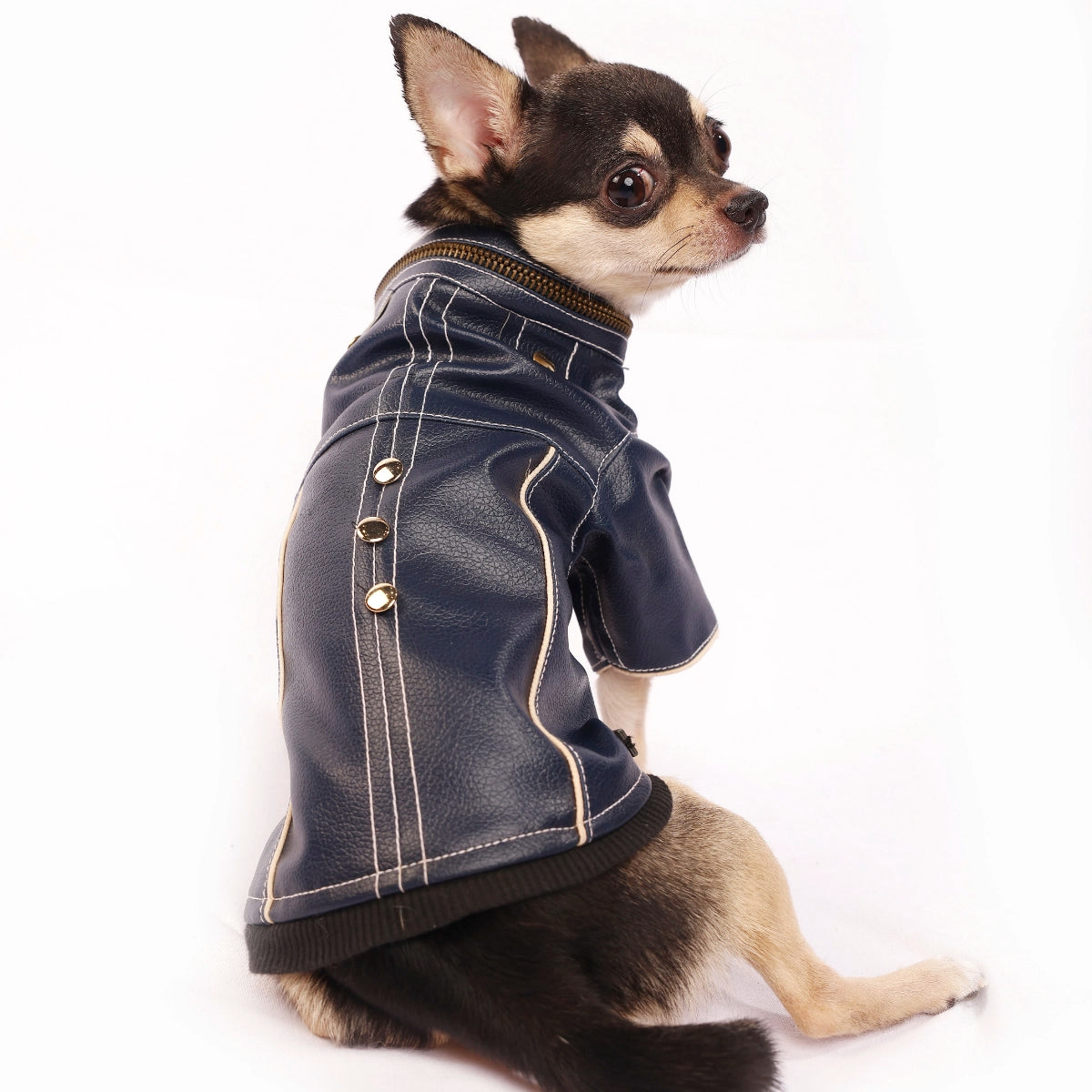 Blue Leather Jacket(Dog)