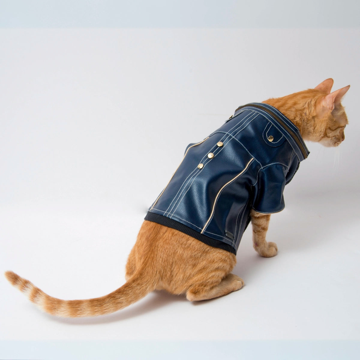 Blue Leather Jacket(Cat)