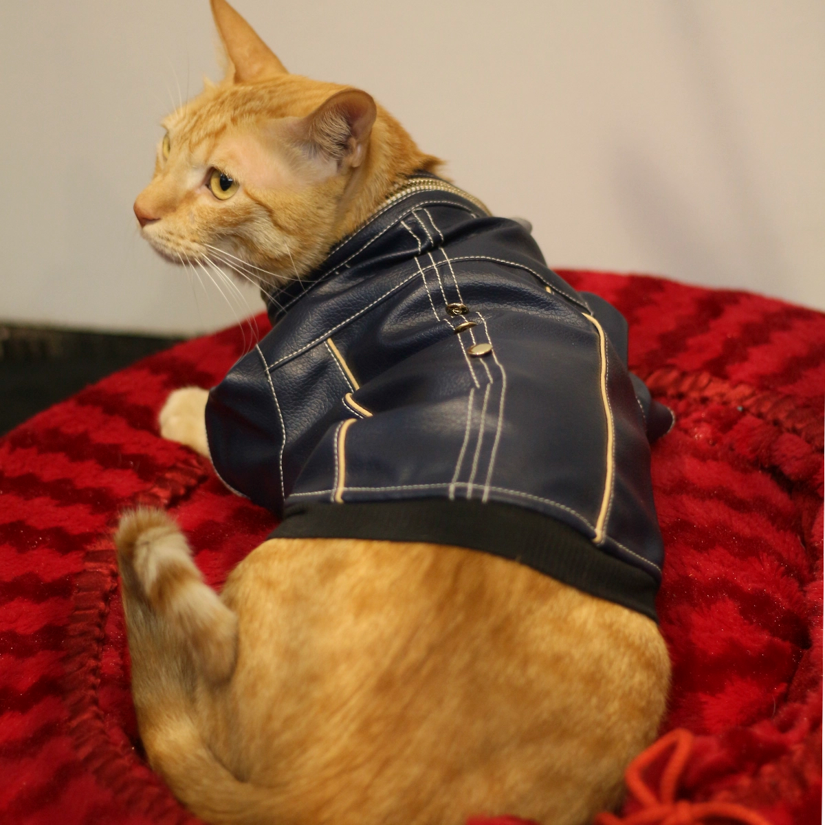 Blue Leather Jacket(Cat)