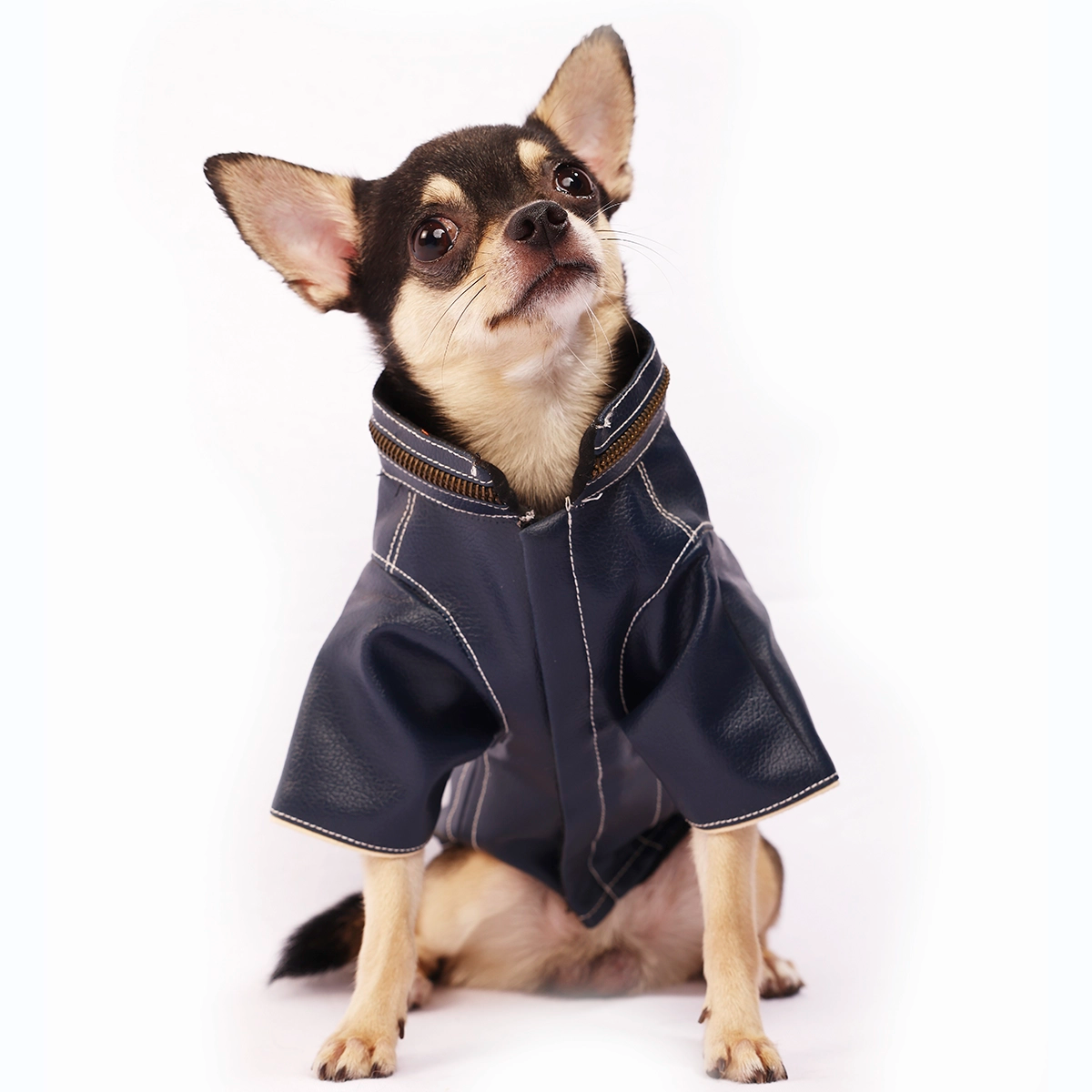 Blue Leather Jacket(Dog)