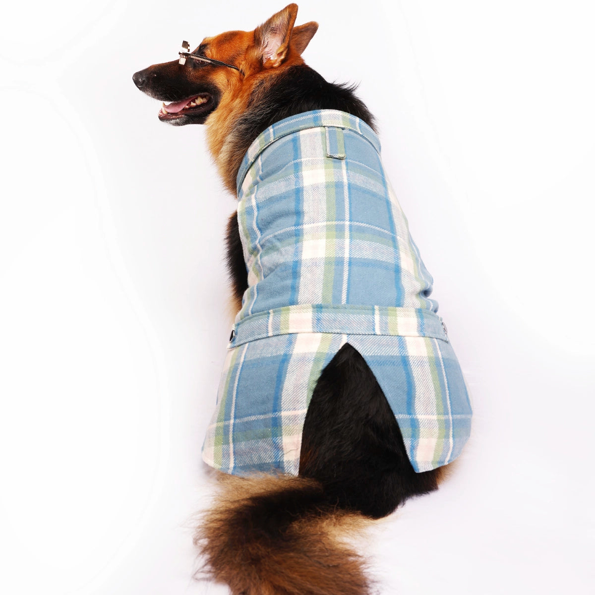 Blue Tartan(Dog)