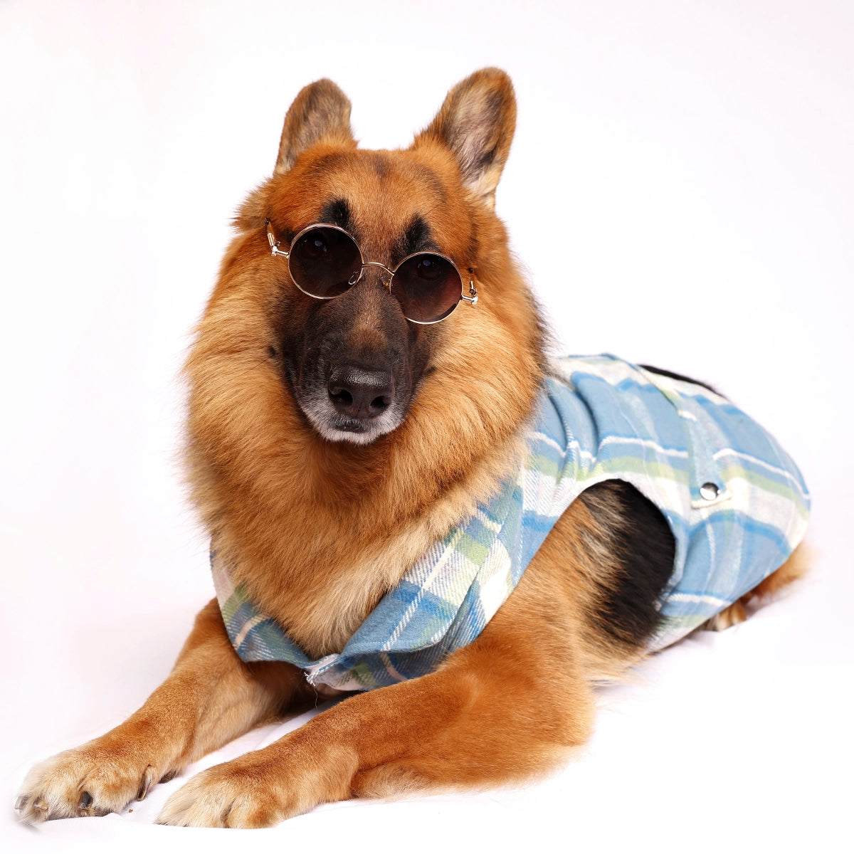 Blue Tartan(Dog)