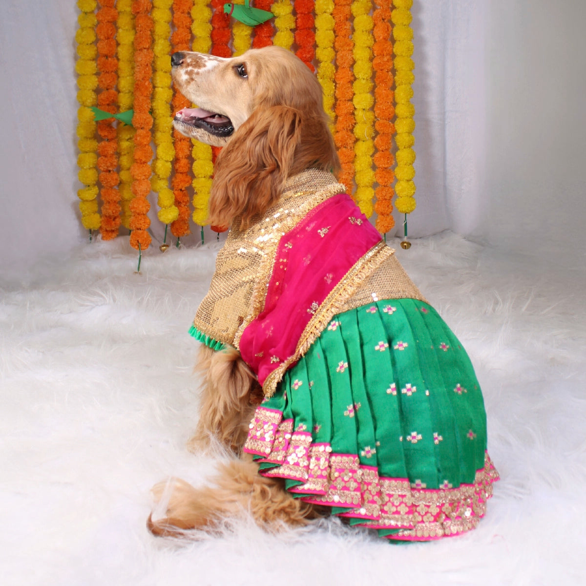 Bolly-Saree(Dog)