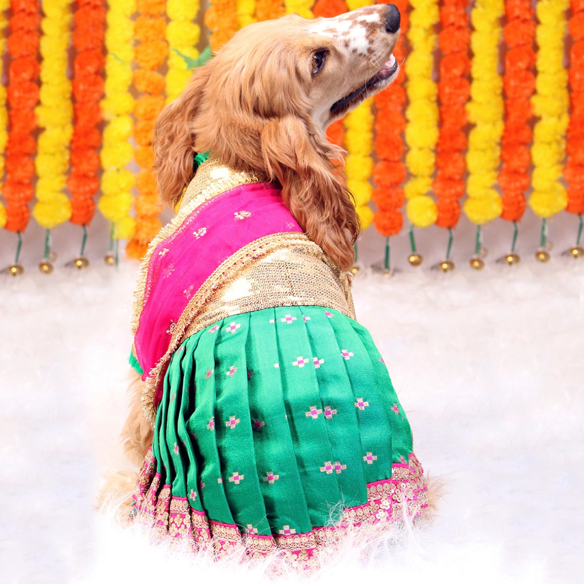 Bolly-Saree(Dog)