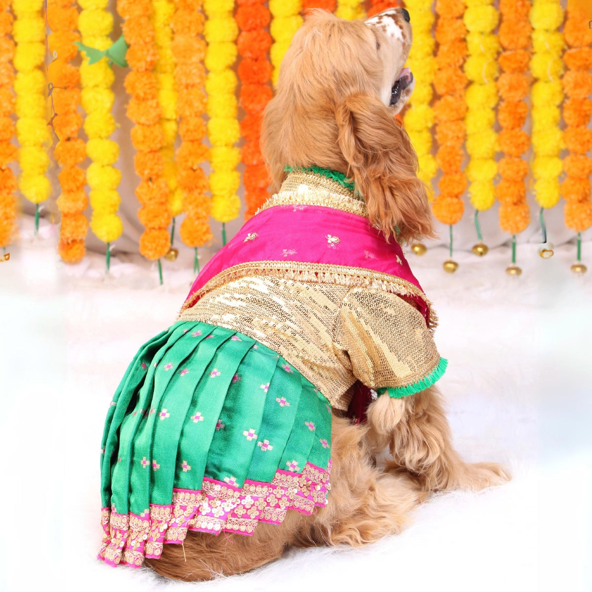 Bolly-Saree(Dog)