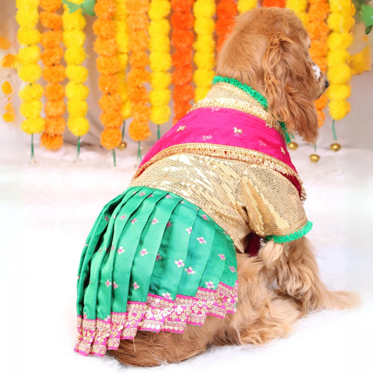 Bolly-Saree(Dog)