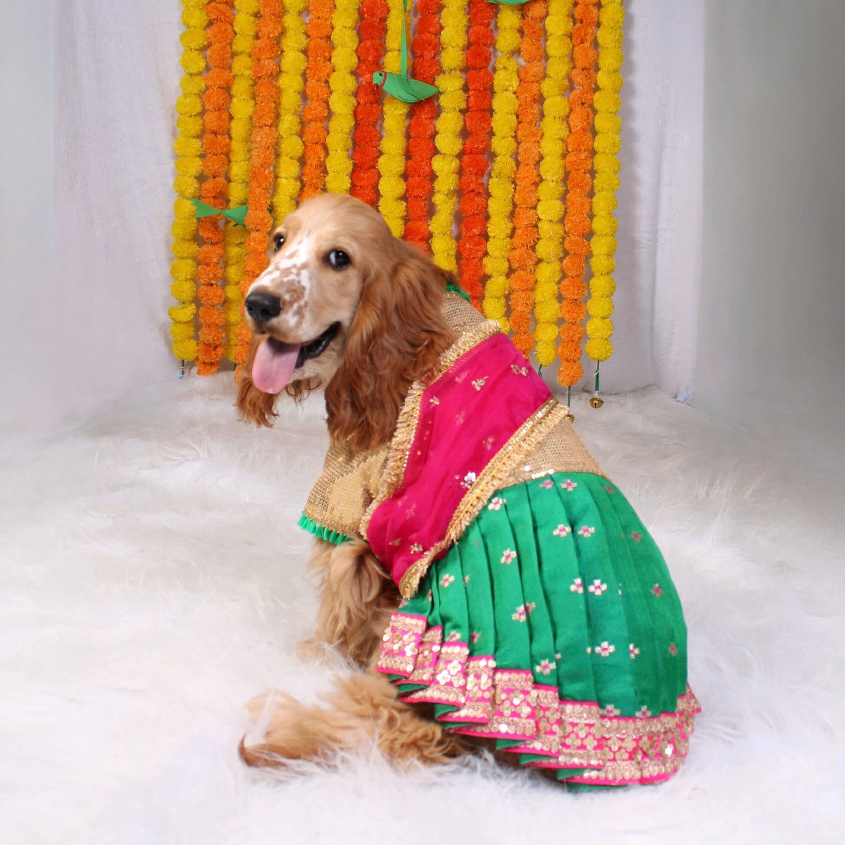 Bolly-Saree(Dog)