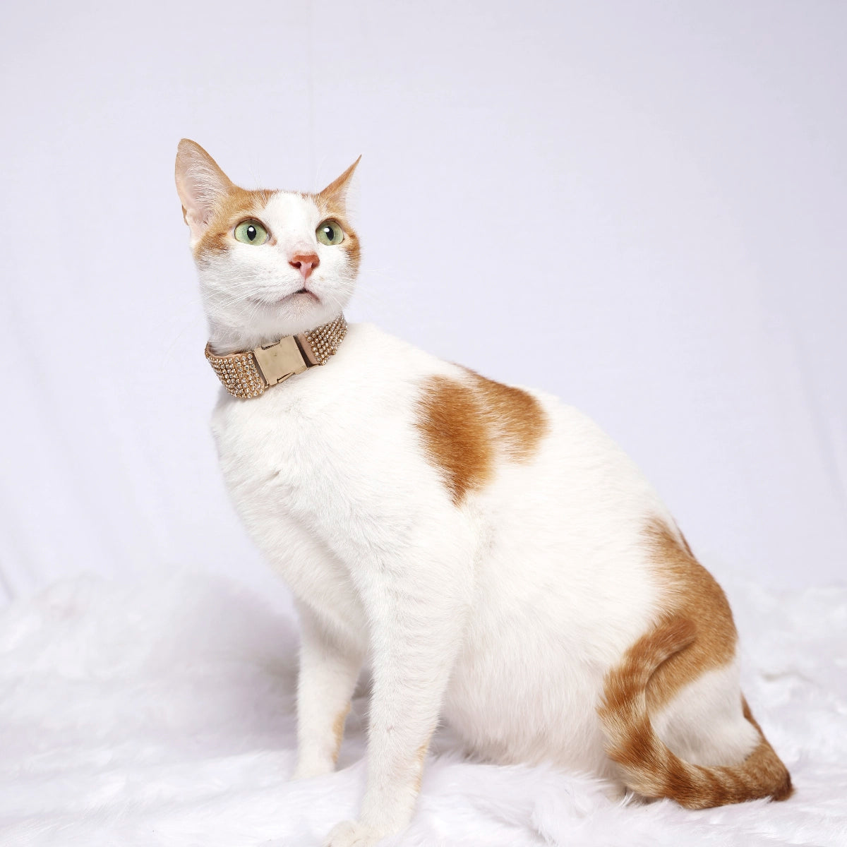 Diamanté Collar(Cat)