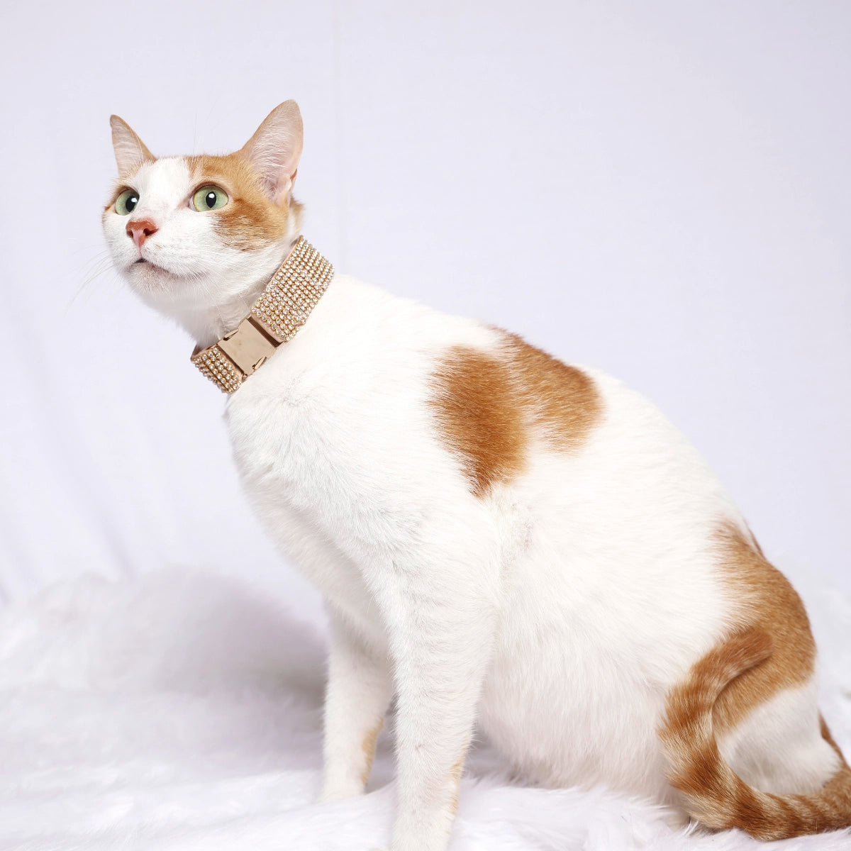 Diamanté Collar(Cat)