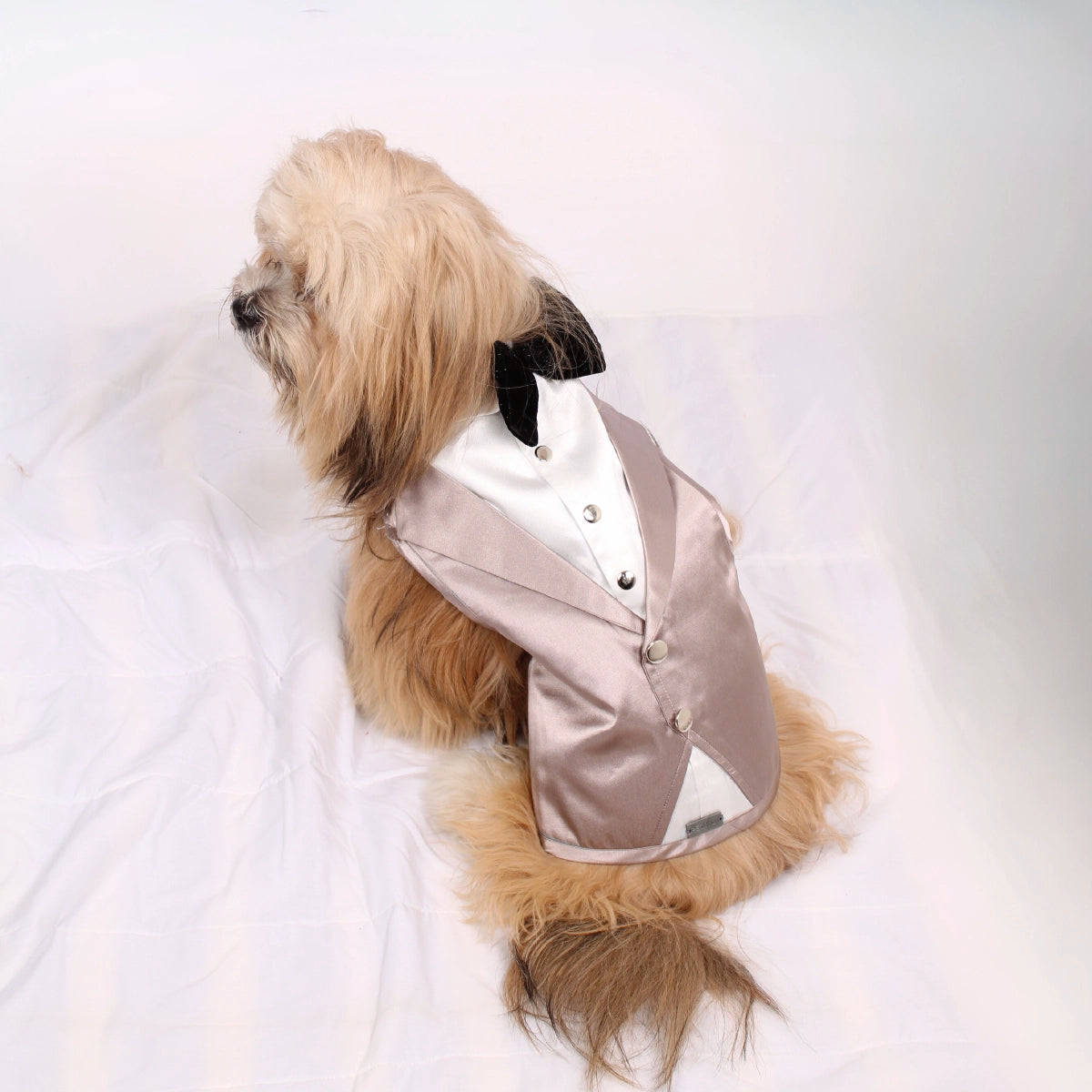 Dinner Waistcoat(Dog)